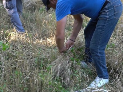 Vršidba pšenice u  Donjoj Lupljanici Vršidba pšenice u  Donjoj Lupljanici