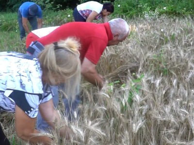 Vršidba pšenice u  Donjoj Lupljanici Vršidba pšenice u  Donjoj Lupljanici