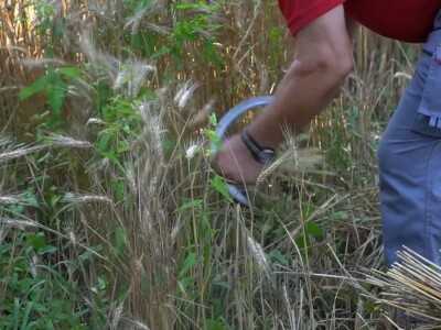 Vršidba pšenice u  Donjoj Lupljanici Vršidba pšenice u  Donjoj Lupljanici