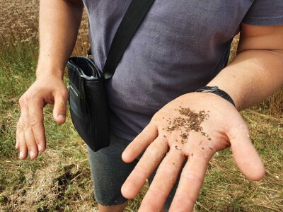 Žetva facelije se privodi kraju, proizvođač semena je zadovoljan godinom