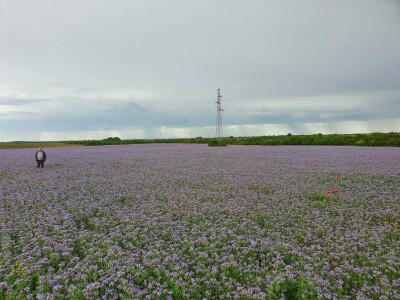 Žetva facelije se privodi kraju, proizvođač semena je zadovoljan godinom
