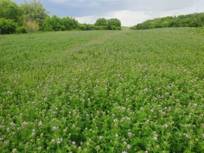 Žetva facelije se privodi kraju, proizvođač semena je zadovoljan godinom