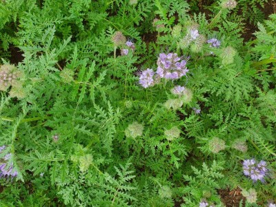 Žetva facelije se privodi kraju, proizvođač semena je zadovoljan godinom