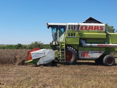 Žetva facelije se privodi kraju, proizvođač semena je zadovoljan godinom