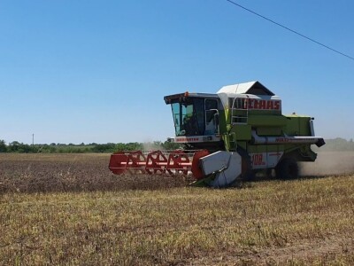 Žetva facelije se privodi kraju, proizvođač semena je zadovoljan godinom