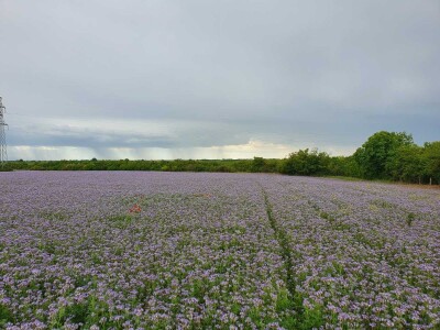 Žetva facelije se privodi kraju, proizvođač semena je zadovoljan godinom