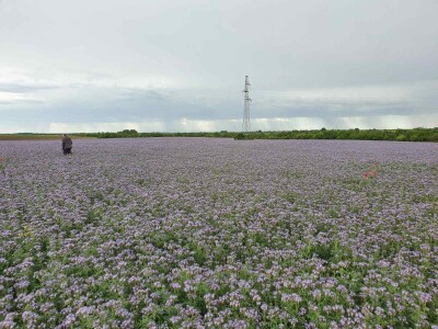 Žetva facelije se privodi kraju, proizvođač semena je zadovoljan godinom