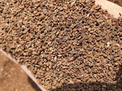 Žetva facelije se privodi kraju, proizvođač semena je zadovoljan godinom