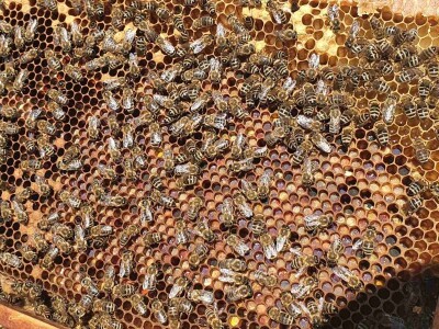 Žetva facelije se privodi kraju, proizvođač semena je zadovoljan godinom