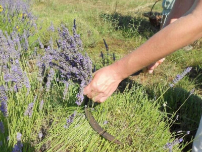 Ručna žetva lavande (srpom)