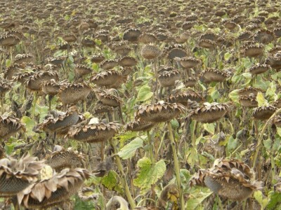 Žetva suncokreta Žetva suncokreta