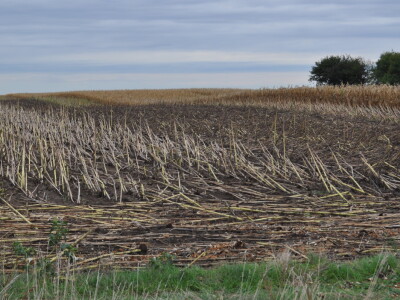 Žetva suncokreta Žetva suncokreta