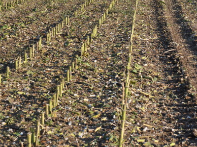 Žetva suncokreta Žetva suncokreta