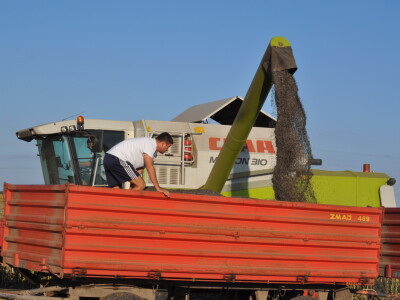 Žetva suncokreta Žetva suncokreta