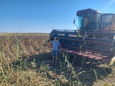 Žetva suncokreta u južnom Banatu