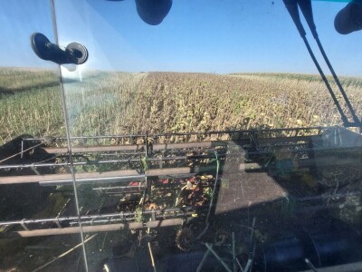 Žetva suncokreta u južnom Banatu