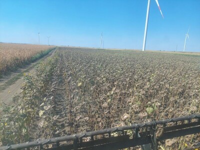 Žetva suncokreta u južnom Banatu