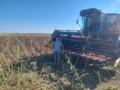 Žetva suncokreta u južnom Banatu