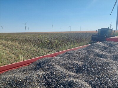 Žetva suncokreta u južnom Banatu