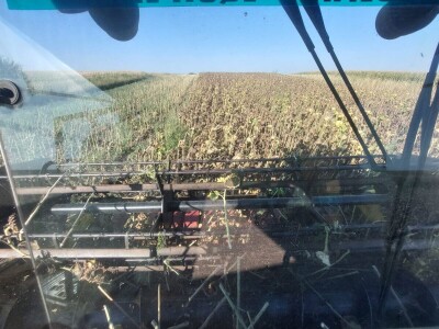 Žetva suncokreta u južnom Banatu