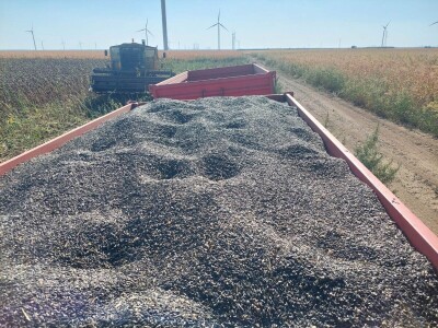 Žetva suncokreta u južnom Banatu