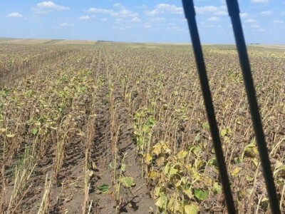 Žetva suncokreta u južnom Banatu