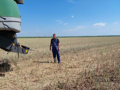 Žetva uljane repice