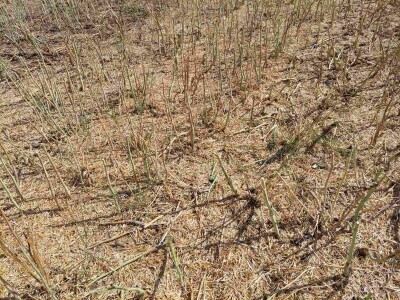 Žetva uljane repice