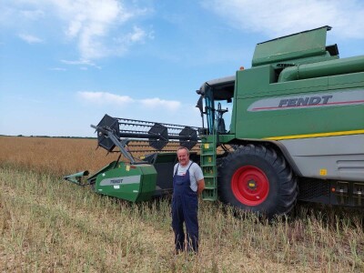 Žetva uljane repice