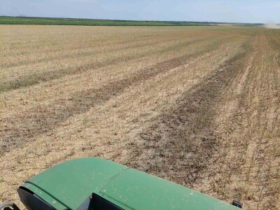 Žetva uljane repice