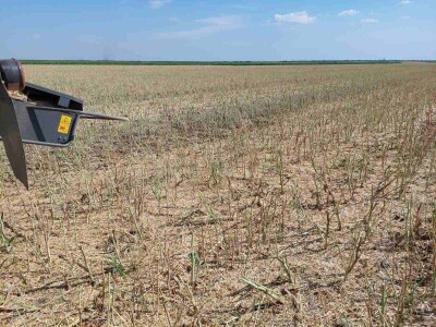 Žetva uljane repice