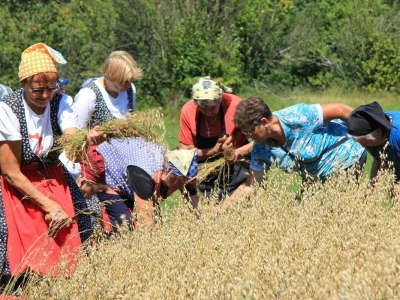 Žetva zobi u Gorskom kotaru na tradicijski način