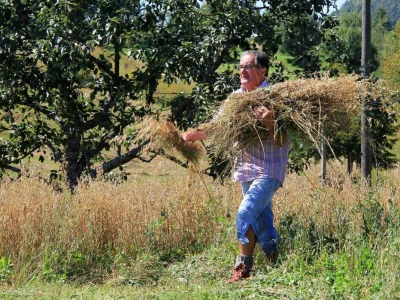 Žetva zobi u Gorskom kotaru na tradicijski način