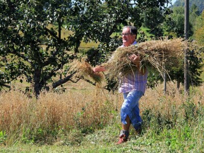 Žetva zobi u Gorskom kotaru na tradicijski način