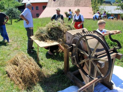 Žetva zobi u Gorskom kotaru na tradicijski način