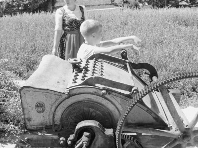 Žetva zobi u Gorskom kotaru na tradicijski način