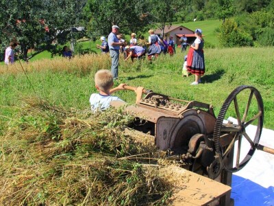 Žetva zobi u Gorskom kotaru na tradicijski način