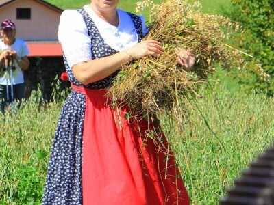 Žetva zobi u Gorskom kotaru na tradicijski način