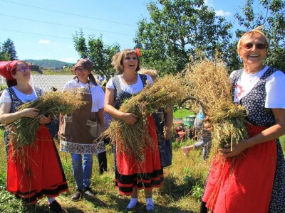Žetva zobi u Gorskom kotaru na tradicijski način