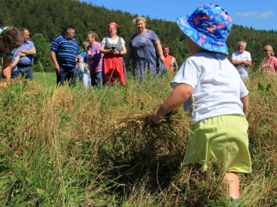 Žetva zobi u Gorskom kotaru na tradicijski način