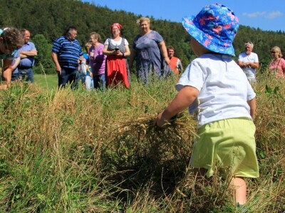 Žetva zobi u Gorskom kotaru na tradicijski način