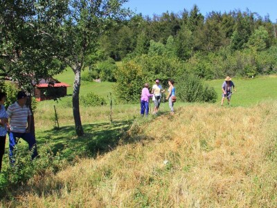 Žetva zobi u Gorskom kotaru na tradicijski način