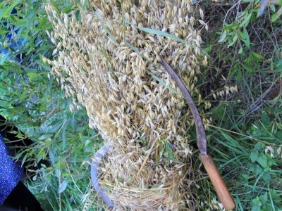 Žetva zobi u Gorskom kotaru na tradicijski način