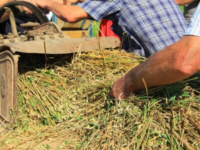 Žetva zobi u Gorskom kotaru na tradicijski način