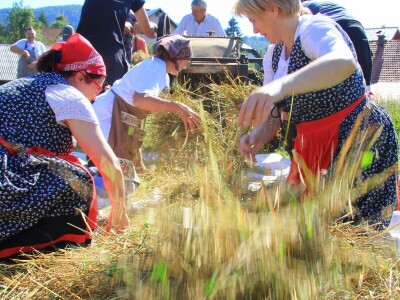 Žetva zobi u Gorskom kotaru na tradicijski način