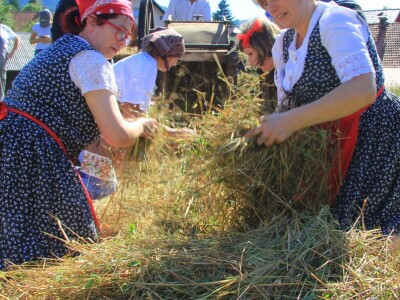 Žetva zobi u Gorskom kotaru na tradicijski način