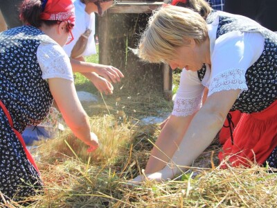 Žetva zobi u Gorskom kotaru na tradicijski način