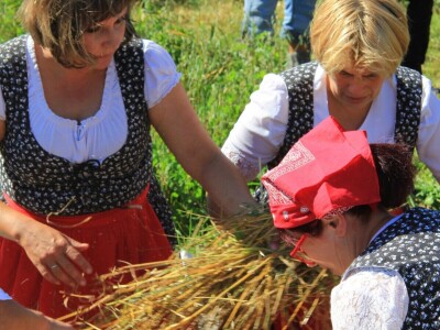 Žetva zobi u Gorskom kotaru na tradicijski način