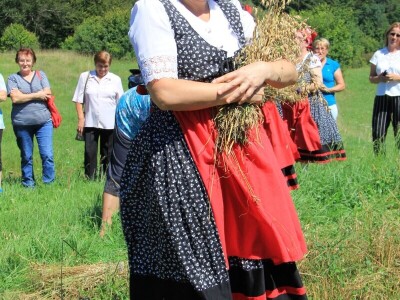Žetva zobi u Gorskom kotaru na tradicijski način