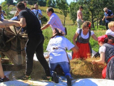 Žetva zobi u Gorskom kotaru na tradicijski način
